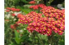 ACHILLEA MILLEFOLIUM RUBRA RED YARROW - 250 SEEDS