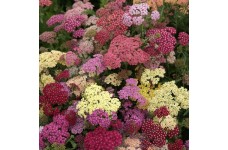 ACHILLEA MILLEFOLIUM SUMMER PASTELS PERENNIAL SEEDS - 100 SEEDS