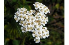 ACHILLEA MILLEFOLIUM WHITE - WHITE YARROW - 500 SEEDS