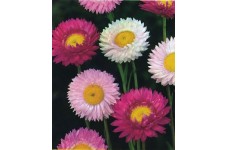 ACROCLINIUM GRANDIFLORUM MIXED COLOUR SEEDS - HELIPTERUM ROSEUM - 100 SEEDS