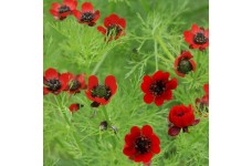 ADONIS AESTIVALIS SEEDS - RED FLOWERED SUMMER PHEASANTS EYE - 100 SEEDS
