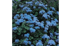 AGERATUM HOUSTONIANUM BLUE MINK SEEDS - 750 SEEDS
