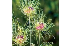 ALLIUM HAIR SEEDS - 10 SEEDS