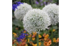 ALLIUM STIPITATUM WHITE MOUNT EVEREST - 25 SEEDS