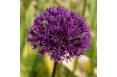 ALLIUM HOLLANDICUM PURPLE SENSATION - 25 SEEDS