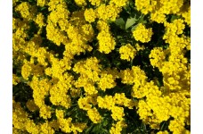 ALYSSUM MONTANUM MOUNTAIN GOLD PERENNIAL SEEDS - 200 SEEDS