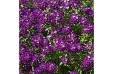 ALYSSUM ORIENTAL NIGHTS SEEDS - LOBULARIA MARITMA - 500 SEEDS