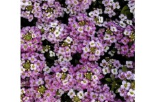ALYSSUM ROYAL CARPET SEEDS - 500 SEEDS