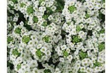 ALYSSUM SNOW CARPET SEEDS (CARPET OF SNOW / SNOW CLOTH) - 500 SEEDS