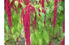 AMARANTHUS CAUDATUS RED SEEDS - 750 SEEDS