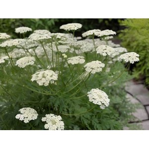 AMMI MAJUS BISHOPS FLOWER SEEDS - WHITE LACE FLOWER - 250 SEEDS