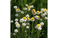 AMMOBIUM ALATUM SEEDS - WINGED EVERLASTING SEEDS - 250 SEEDS