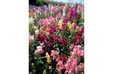 ANTIRRHINUM CHEERIO MIX SEEDS - MIXED COLOUR SNAPDRAGON SEEDS - 350 SEEDS