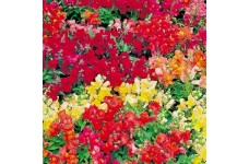 ANTIRRHINUM MAGIC CARPET MIX SEEDS - MIXED COLOUR SNAPDRAGON SEEDS - 500 SEEDS