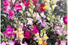 ANTIRRHINUM MAJUS NANUM CROWN MIX SEEDS - MIXED COLOUR SNAPDRAGON - 500 SEEDS
