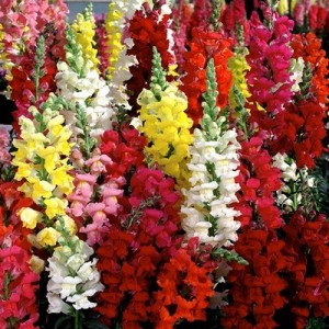 ANTIRRHINUM MAJUS TETRA MIX - MIXED COLOUR SNAPDRAGON - 500 SEEDS