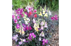 ANTIRRHINUM TWILIGHT MIXED SEEDS - MIXED COLOUR SNAPDRAGON - 500 SEEDS