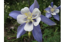 AQUILEGIA CAERULEA COLUMBINE BLUE - 100 SEEDS