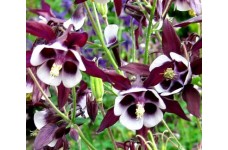 AQUILEGIA VULGARIS COLUMBINE WILLIAM GUINNESS - GRANNYS BONNET - 100 SEEDS