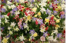 AQUILEGIA COLUMBINE VULGARIS DWARF MIX SEEDS - MIXED COLOUR - 100 SEEDS