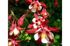 AQUILEGIA CAERULEA COLUMBINE CRIMSON STAR SEEDS - GRANNYS BONNET - 100 SEEDS