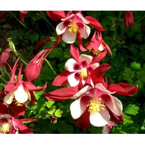 AQUILEGIA CAERULEA COLUMBINE CRIMSON STAR SEEDS - GRANNYS BONNET - 100 SEEDS