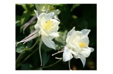 AQUILEGIA COLUMBINE CRYSTAL STAR WHITE SEEDS - GRANNYS BONNET - 100 SEEDS