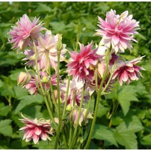 AQUILEGIA VULGARIS STELLATA NORA BARLOW MIX SEEDS - GRANNYS BONNET - 100 SEEDS