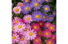 ASTER CHINA SINGLE MIX SEEDS - CALLISTEPHUS CHINENSIS MIXED COLOUR - 100 SEEDS