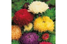 ASTER DUCHESS SPECIAL MIX - LATE FLOWERING - MIXED COLOUR SEEDS - 100 SEEDS