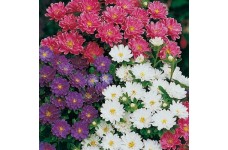 ASTER SUPER PRINCESS MIXED COLOUR SEEDS - 100 SEEDS