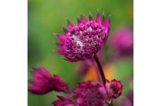 ASTRANTIA MAJOR BURGUNDY MANOR MASTERWORT PERENNIAL SEEDS - 25 SEEDS