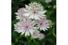 ASTRANTIA MAJOR ROMA ALBA WHITE HATTIES PIN CUSHION SEEDS - 25 SEEDS