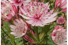 ASTRANTIA MAJOR SPARKLING STARS PINK MASTERWORT SEEDS - 25 SEEDS