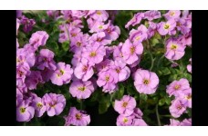 AUBRIETA HYBRIDA CASCADE MIX PERENNIAL SEEDS - 250 SEEDS