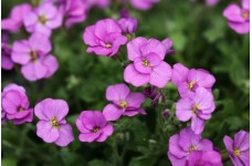 AUBRIETA LARGE FLOWERED HYBRID PERENNIAL SEEDS - 250 SEEDS