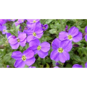 AUBRIETA ROYAL BLUE PERENNIAL SEEDS - 250 SEEDS