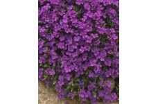 AUBRIETA ROYAL VIOLET PERENNIAL SEEDS - 250 SEEDS