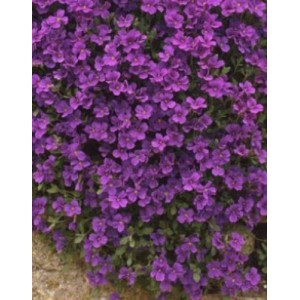 AUBRIETA ROYAL VIOLET PERENNIAL SEEDS - 250 SEEDS