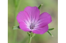 AGROSTEMMA GITHAGO SEEDS - CORNCOCKLE - PINK PURPLE FLOWERS - 100 SEEDS