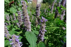 AGASTACHE MEXICANA GIANT HYSSOP LAVENDER BLUE - 250 SEEDS