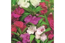 BALSAM DWARF BUSH FLOWERED MIX SEEDS -  DOUBLE FLOWERS - 100 SEEDS