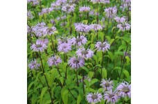 BERGAMOT MONARDA FISTULOSA SEEDS - WILD BERGAMOT / BEE BALM - 250 SEEDS