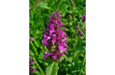 BETONY STACHYS - BETONICA OFFICINALIS - 100 SEEDS
