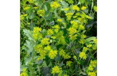 BUPLEURUM ROTUNDIFOLIUM GRIFFITHII GRIFFITI SEEDS - THOROW WAX - 50 SEEDS