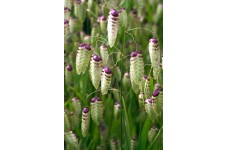 BRIZA MAXIMA ORNAMENTAL GRASS SEEDS - GREATER QUAKING GRASS - 50 SEEDS