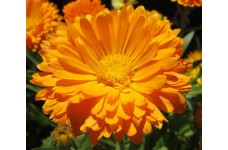CALENDULA ORANGE KING POT MARIGOLD - 50 SEEDS