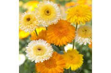 CALENDULA OFFICINALIS KINGLET FORMULA MIX SEEDS - POT MARIGOLD - 50 SEEDS