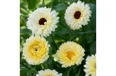CALENDULA OFFICINALIS SNOW PRINCESS SEEDS - CREAM WHITE POT MARIGOLD - 50 SEEDS
