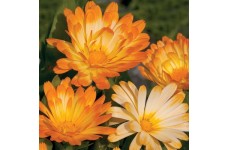CALENDULA OFFICINALIS OOPSY DAISY SEEDS - YELLOW & CREAM POT MARIGOLD - 50 SEEDS